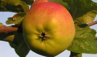 Keskmise suurusega magusad tugeva viljalihaga õunad. Ilusa ja väga maitsva viljaga sügisene dessertsort. Viljaliha kollakasvalge, tihe, mahlane ning väga meeldiva maitsega. Viljakande algus varane, vahel juba puukoolis. Ilus ja väga maitsev õun. Kõrge saagikus, kasvutingimuste suhtes nõudlik. Sügisõun. Valmib septembris ja säilib kuni detsembrini.