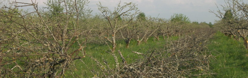 Õunapuude lõikamine